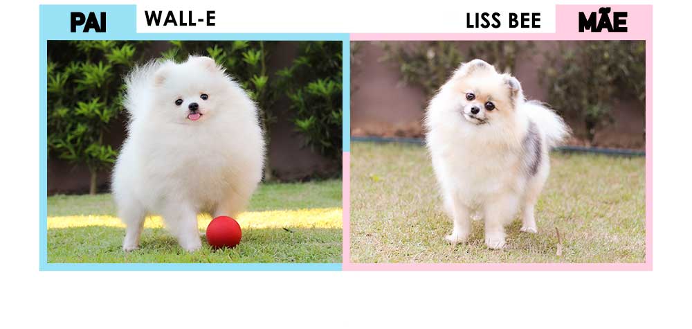 lulu da pomerânia