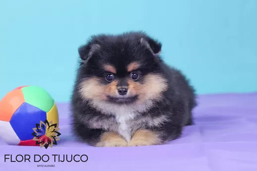 Fêmea Black And Tan de Spitz Alemão Lulu da pomerânia