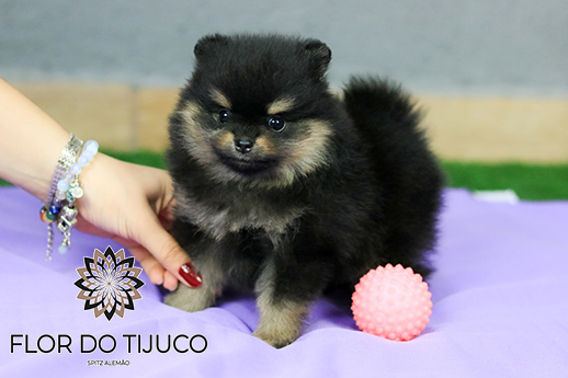 lulu da pomerânia filhote black and tan 