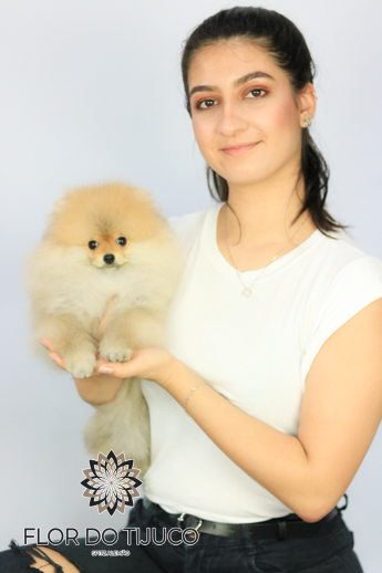 lulu da pomerânia filhote laranja 