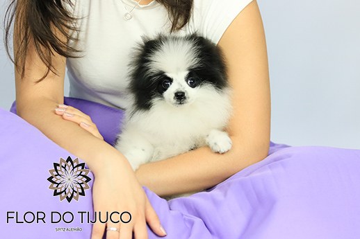 lulu da pomerânia filhote branco e preto 