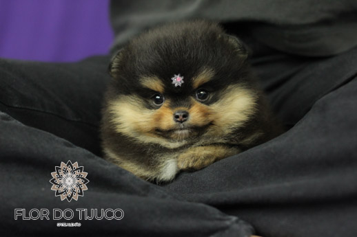 lulu da pomerania Black Tan - Flor do Tijuco Louis 