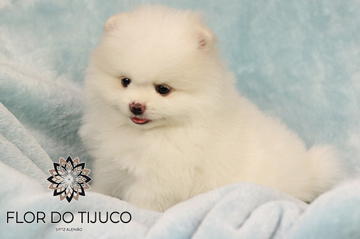 lulu da pomerânia filhote branco e creme 