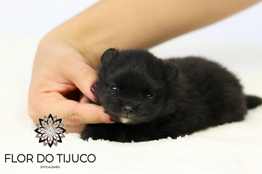 lulu da pomerânia filhote Preto 