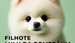 spitz alemão são paulo