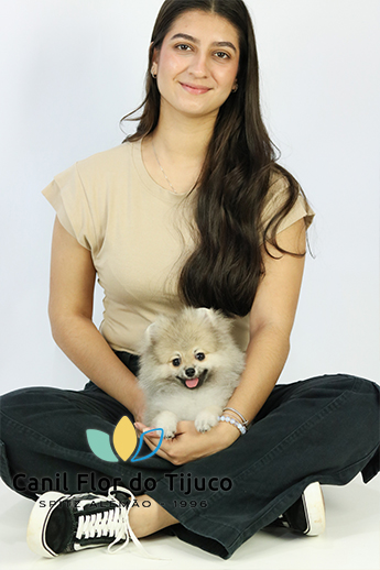 spitz alemão laranja