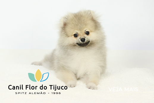 lulu da pomerania branco