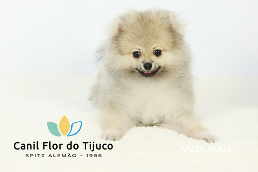 spitz alemão laranja