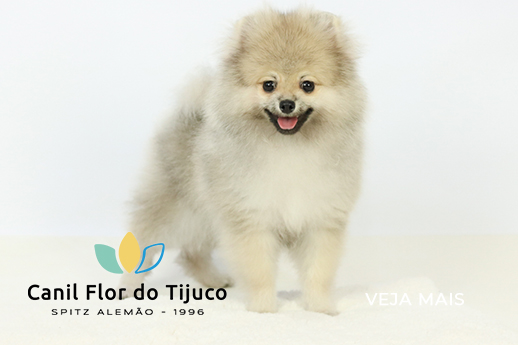 spitz alemão laranja