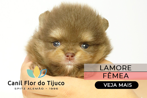 Fêmea spitz alemão chocolate and tan filhote