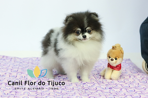 filhote lulu da pomerania tricolor