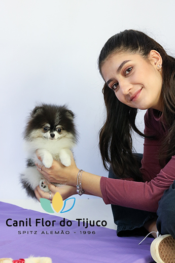 filhote lulu da pomerania tricolor