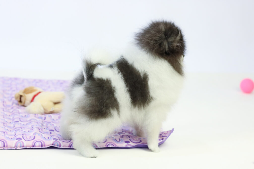 filhote lulu da pomerania tricolor