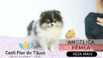 lulu da pomerania