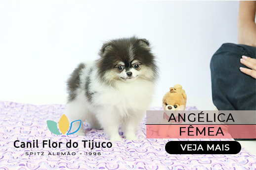 lulu da pomerania