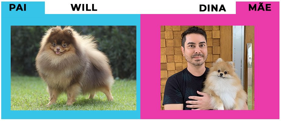 spitz alemão - lulu da pomerania