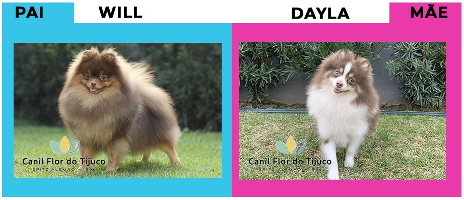 spitz alemão chocolate