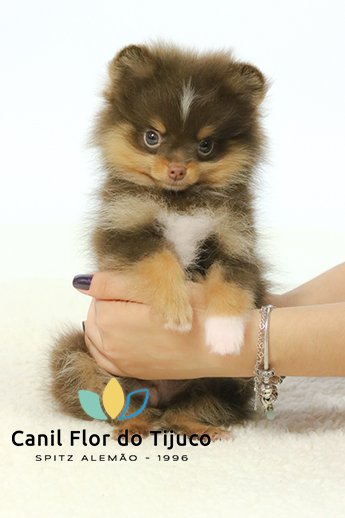 filhote de spitz alemão chocolate