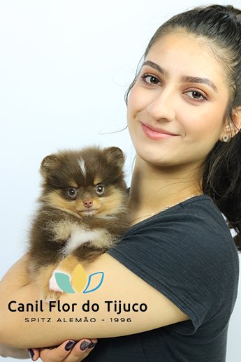 filhote de spitz alemão chocolate