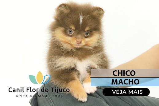 filhote de spitz alemão chocolate