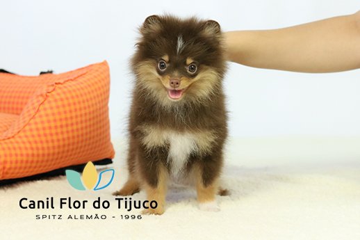 filhote spitz alemão chocolate