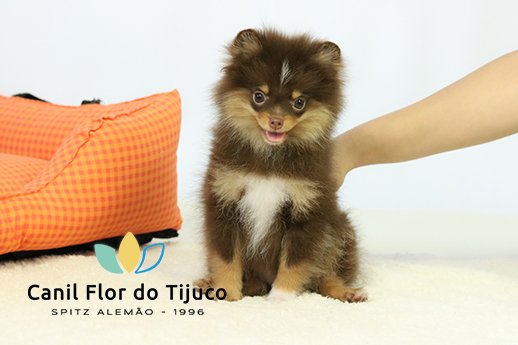 filhote spitz alemão chocolate