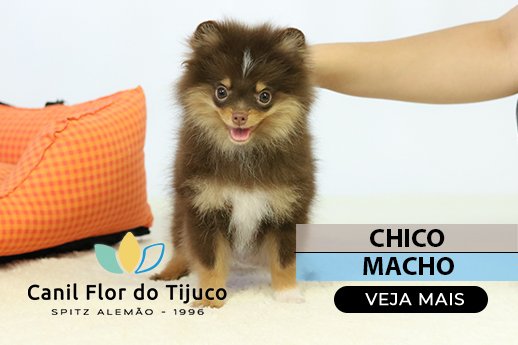 filhote spitz alemão chocolate