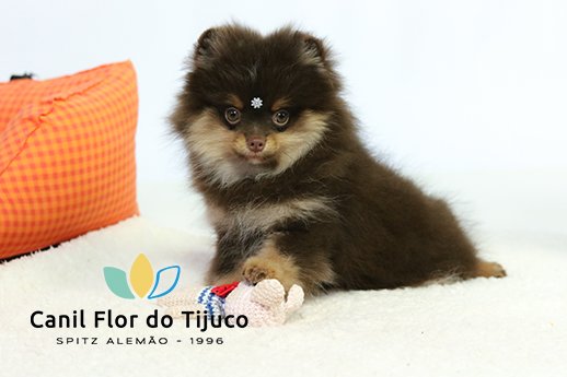 lulu da pomerania chocolate
