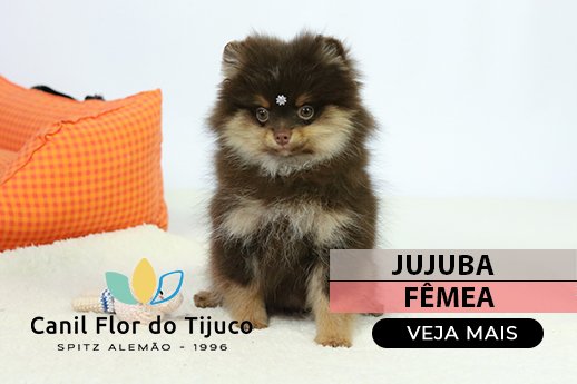 lulu da pomerania chocolate