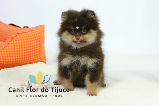 lulu da pomerania chocolate