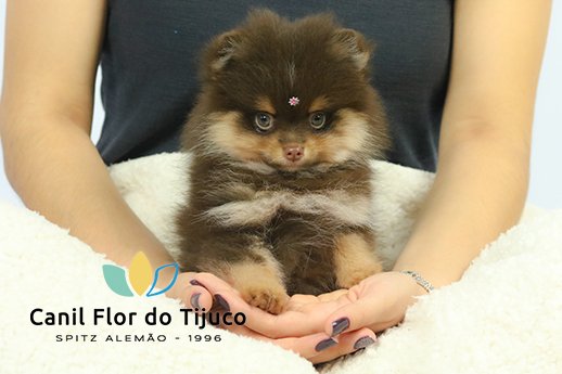 lulu da pomerania chocolate