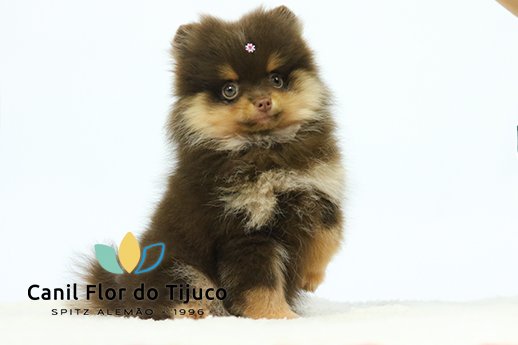 lulu da pomerania chocolate