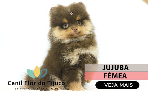 spitz alemão chocolate