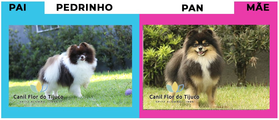 PanXPedrinho