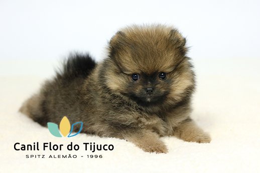 spitz alemão filhote