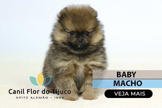 spitz alemão filhote