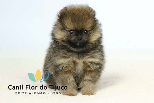 spitz alemão filhote