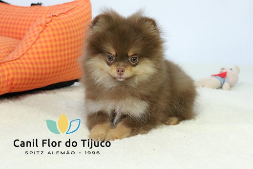 spitz alemão chocolate