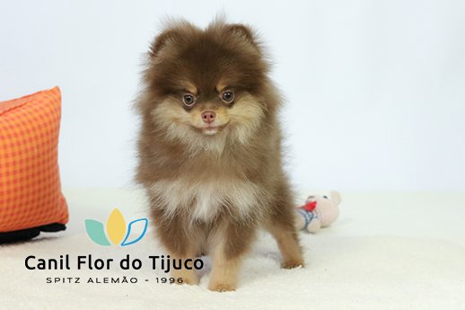 spitz alemão chocolate