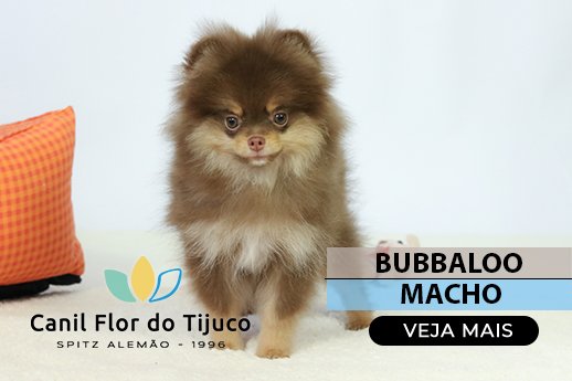 spitz alemão chocolate