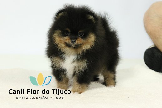 spitz alemão blacktan