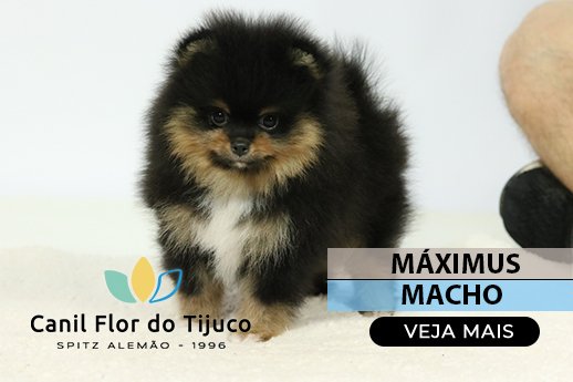 spitz alemão blacktan