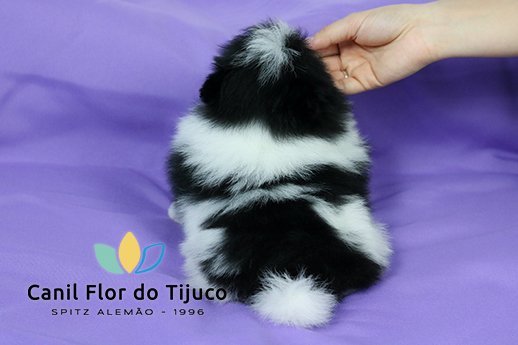 melina-spitz-alemao-branco-preto-femea-CAPA