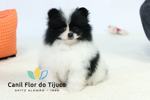 melina-spitz-alemao-branco-preto-femea-CAPA