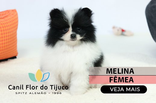 filhote spitz alemão branco e preto