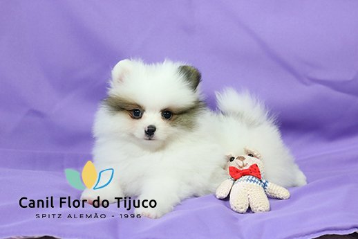 spitz alemão particolor