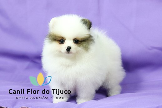 spitz alemão particolor