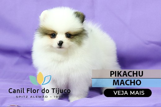 spitz alemão particolor