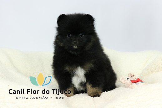 spitz alemão blactan