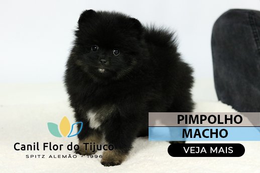 spitz alemão blactan